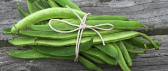 Common bean pods contain a storehouse of useful elements, which makes them indispensable for medicinal purposes.