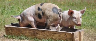 pigs in the trough