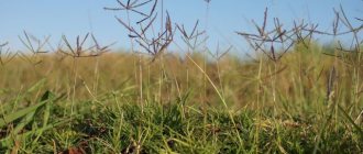 Pigweed: the most effective ways to destroy the weed