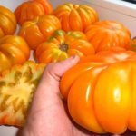 Tomato Amana Orange: variety description, reviews and photos