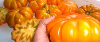 Tomato Amana Orange: variety description, reviews and photos