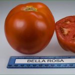 Tomato Bella Rosa F1: description of the hybrid variety and its main characteristics