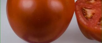 Tomato Bella Rosa F1: description of the hybrid variety and its main characteristics