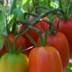 Tomato Shuttle - an early cold-resistant variety