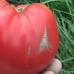 Tomato Miracle of the Earth: variety with giant fruits