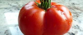 Tomato Em Champion: characteristics and description of the variety, reviews from those who planted tomatoes and photos