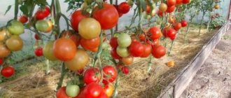 Tomato Evpator f1: reviews, photos, description and cultivation
