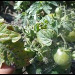 Tomato Strawberry tree: reviews, photos, yield