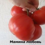 tomato mother&#39;s love
