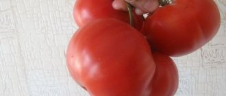 tomato mother&#39;s love