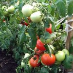 Tomato Nastena: photo with description of the variety, characteristics, yield, reviews
