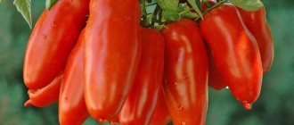 томат перцевидный