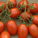 Tomato Roma: variety description, photos, reviews