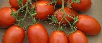 Tomato Roma: variety description, photos, reviews