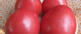 stellate sturgeon tomato