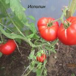 tomato variety giant
