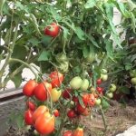 Tomato Stolypin: characteristics and description of the variety