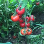 Tomato Titan - description and characteristics of a late variety