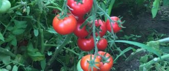 Tomato Titan - description and characteristics of a late variety