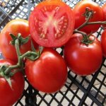 Tomato Riddle: characteristics and description of the variety