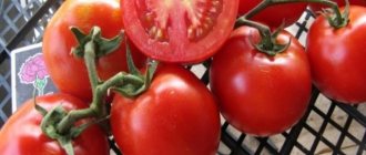 Tomato Riddle: characteristics and description of the variety