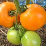 Tomato Golden Domes - description and characteristics of a mid-season variety
