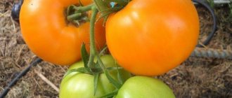 Tomato Golden Domes - description and characteristics of a mid-season variety