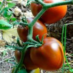 томаты на ветке
