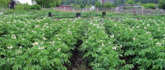 Традиционный способ выращивания картофеля