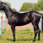 Trakehner horse breed