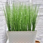 Sedge grass in a pot