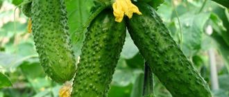 Three growing cucumbers