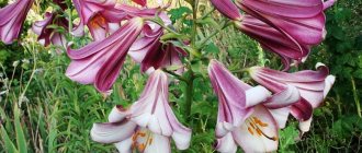 Trumpet lilies