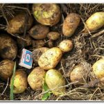 Tuleyevskaya potatoes