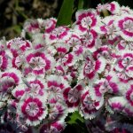 Turkish carnation - description and characteristics of perennial garden flowers