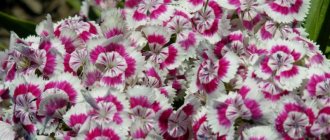 Turkish carnation - description and characteristics of perennial garden flowers