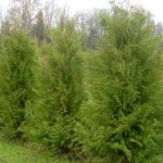 Thuja Brabant: differences from Thuja Smaragd, description, reviews, planting and care