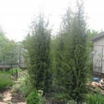 thuja on freak planting and care