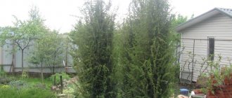 thuja on freak planting and care