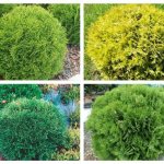 Thuja globulus: planting and gardening, watering, pest protection