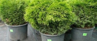 Thuja occidentalis hoseri