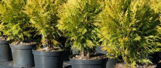 Thuja occidentalis Miriam - a new type of coniferous crop