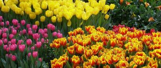 Tulips in a flowerbed