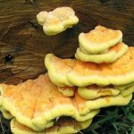 У грибников особой популярностью пользуются желтые грибы благодаря своему красивому внешнему виду и необычно приятному аромату