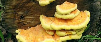 Yellow mushrooms are especially popular among mushroom pickers due to their beautiful appearance and unusually pleasant aroma.