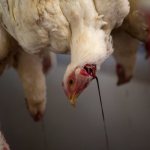Chicken slaughter