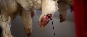 Chicken slaughter