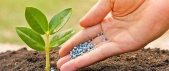 Fertika Lux fertilizer instructions, method of application