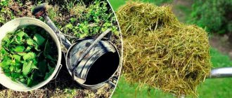 Fertilizer from grass and weeds in a barrel