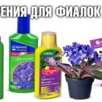 fertilizers for violets